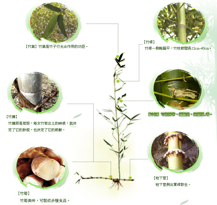 竹材應用-竹子構造圖.jpg