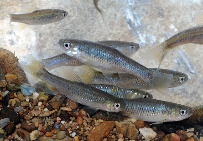 Image-綠保田復育台灣白魚(尤淑貞拍攝)
