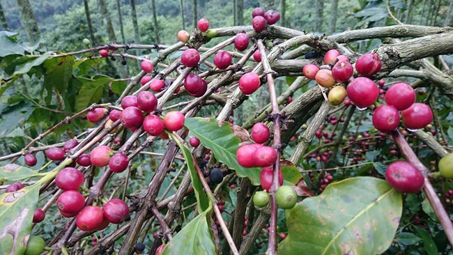 Image-林園咖啡-咖啡樹