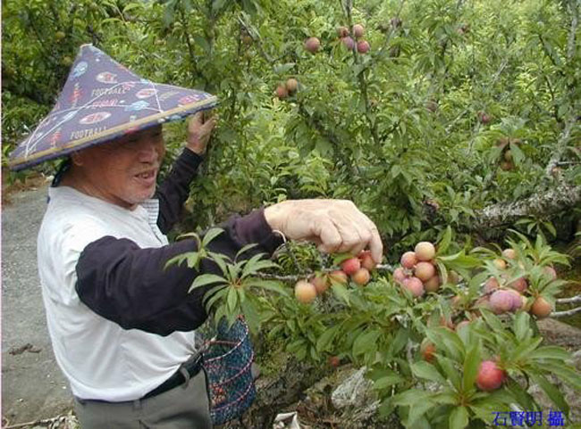 Image-桃接李子樹