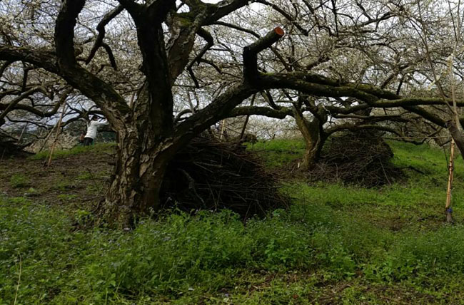 Image-梅花客家庄-健行園區(陳永松拍攝)