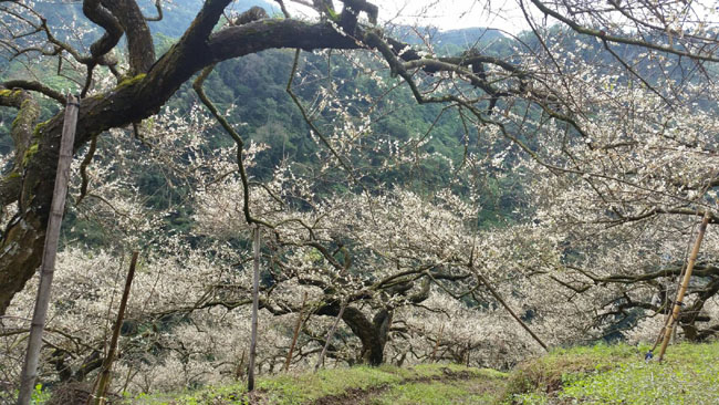 Image-梅花客家庄健行園區(陳永松拍攝)