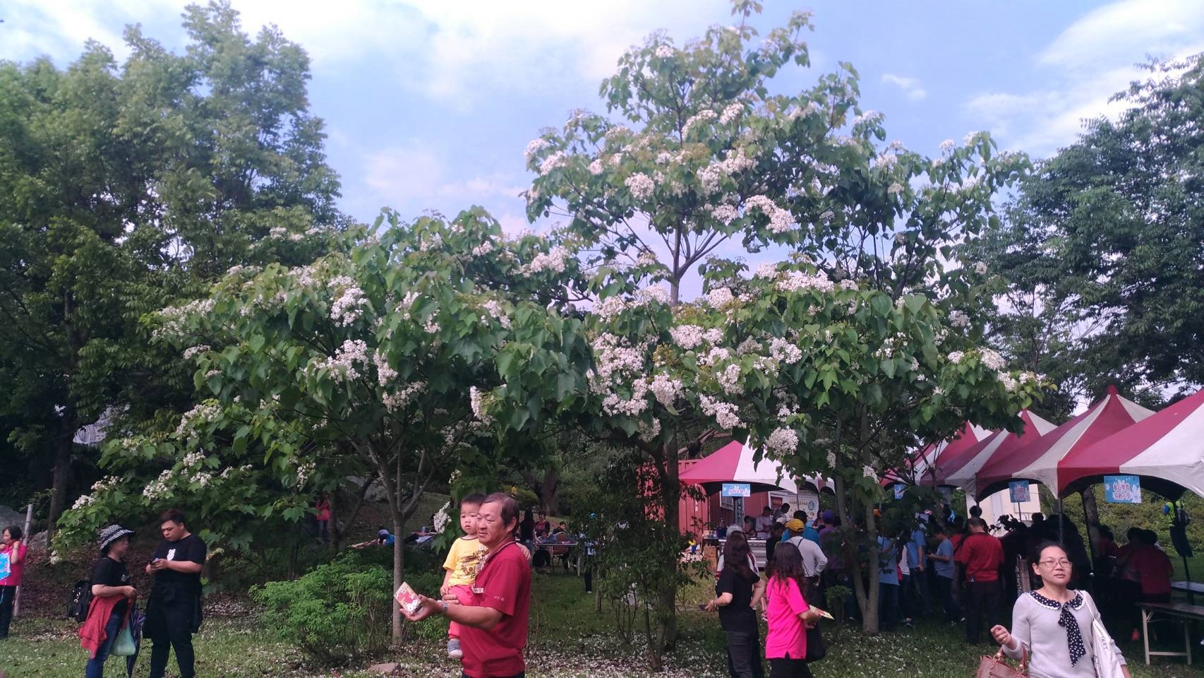 Image-1080420桐花祭南投場_190423_0019(6)