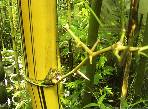 Image-林氏刺竹的竹稈為金黃色，這是與一般刺竹最大的區別