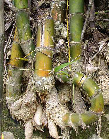Image-刺竹屬於地下莖合軸叢生的竹類