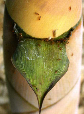 Image-麻竹筍的籜尖呈桃形長並且會往下翻也是螞蟻最愛聚集的地方