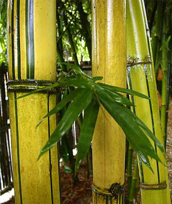 Image-條紋長枝竹的竹稈呈黃綠相間的條紋