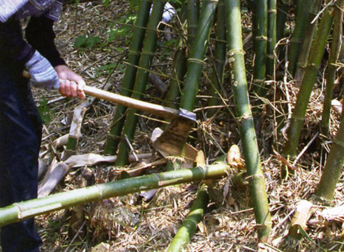 Image-長枝竹的竹稈可搭建蚵棚也是造紙的材料之一