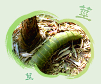 Image-莖