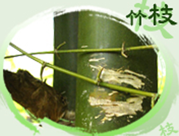 竹枝