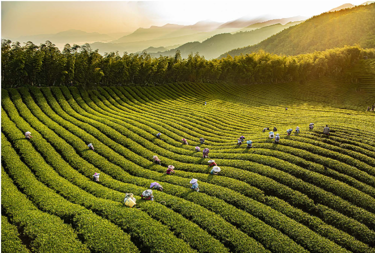 採茶