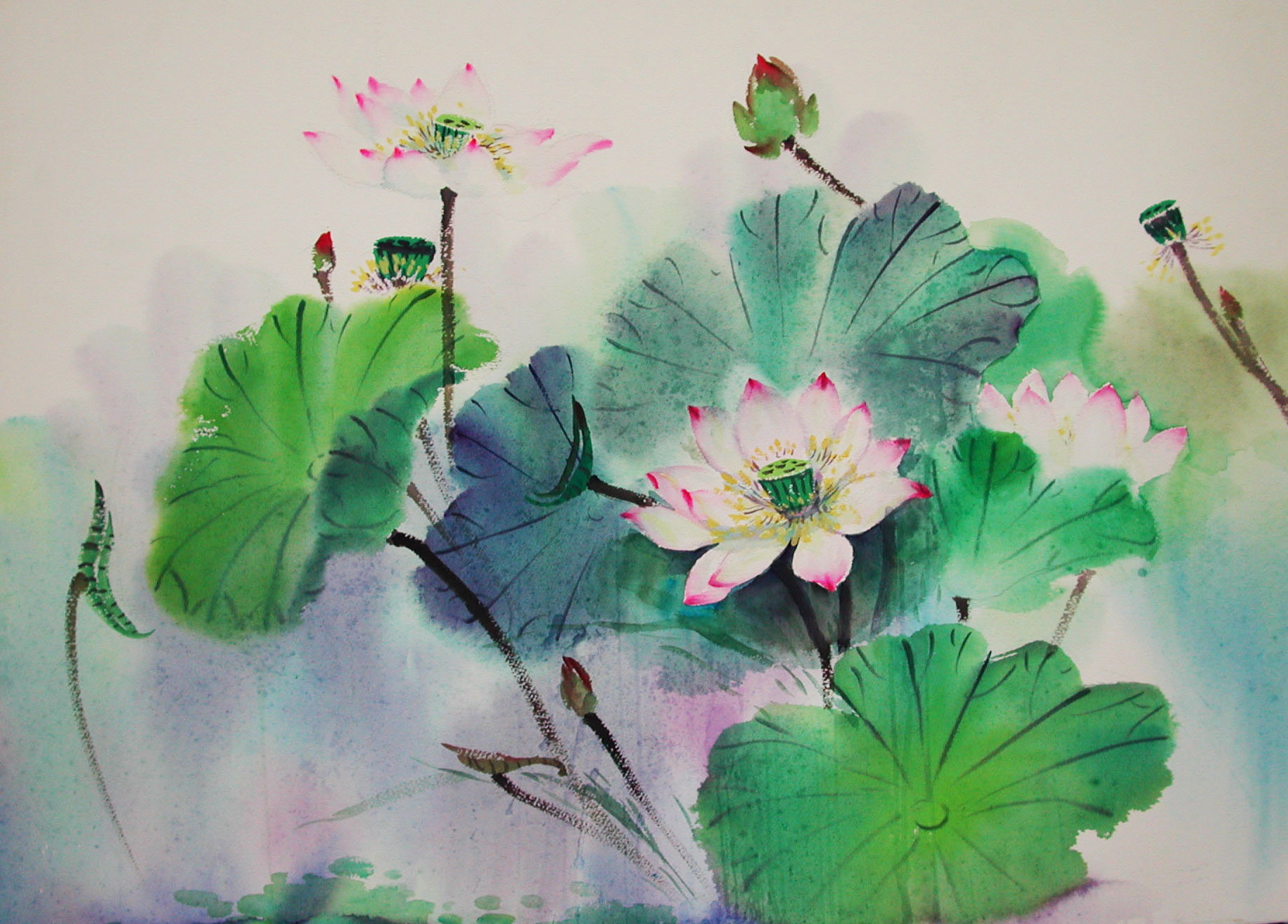 Image-水彩荷花